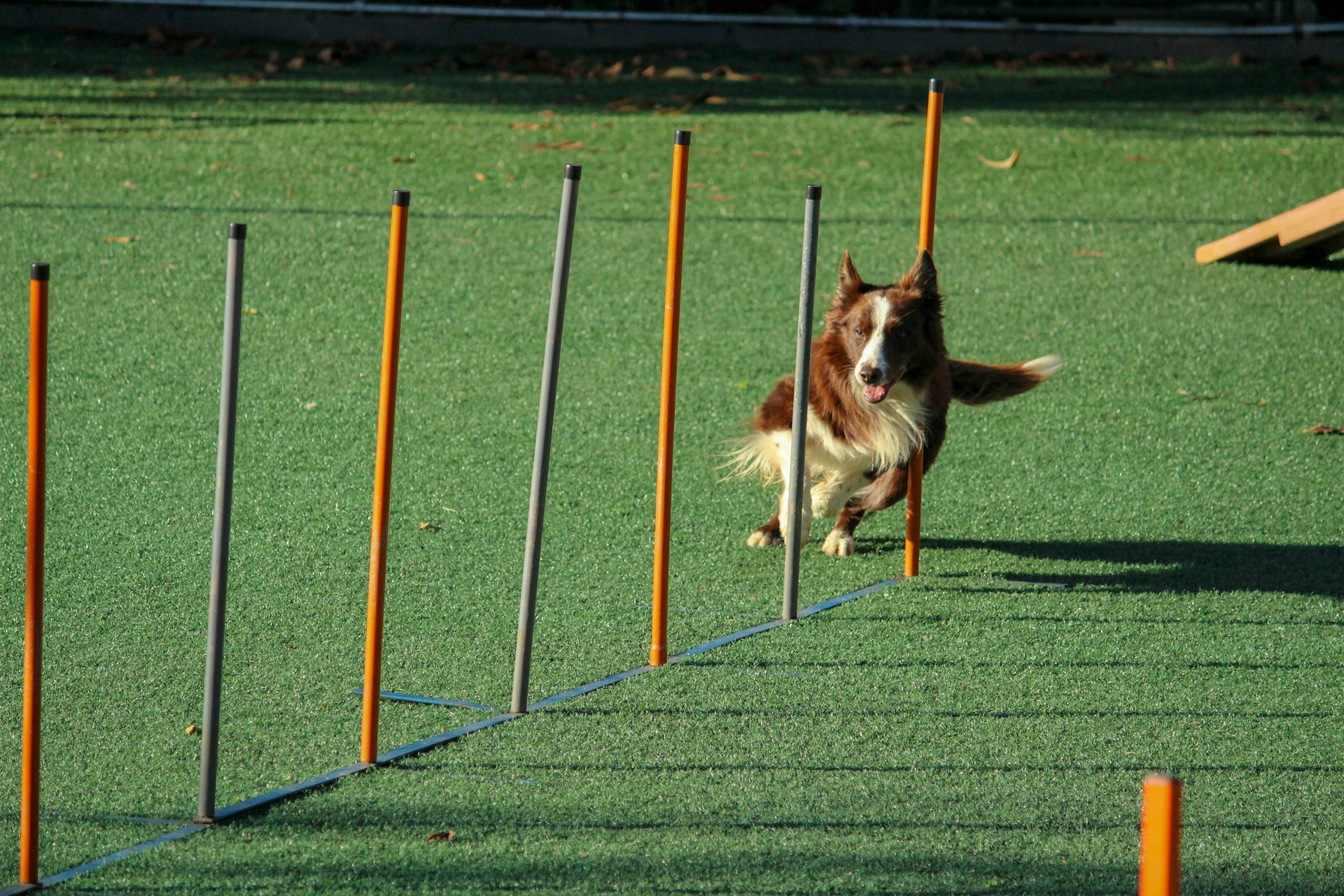 Ein Hund läuft durch einen Hundeparkour