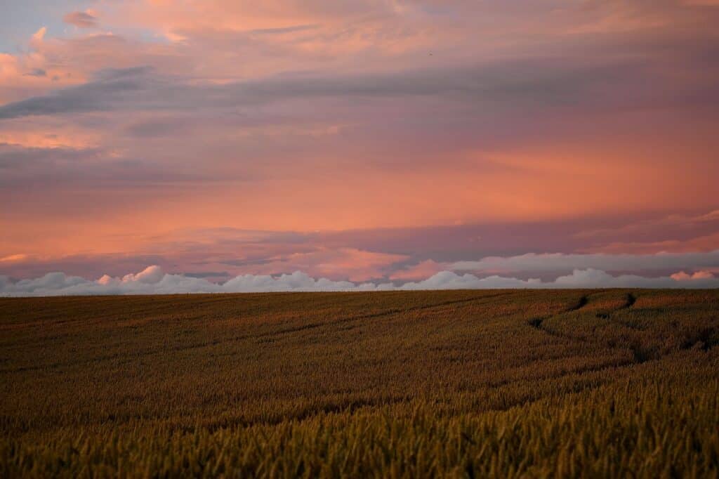 Kraftfeldanalyse - Faktoren im Projekt bestimmen und erkennen Ein Feld beim Sonnenuntergang